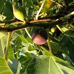 Olive Grove By Interhome 別荘
