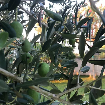 Olive Grove By Interhome