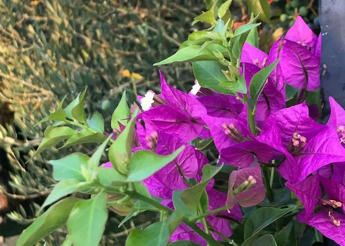 Olive Grove By Interhome Semesterbostad Nin