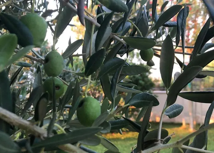 Olive Grove By Interhome