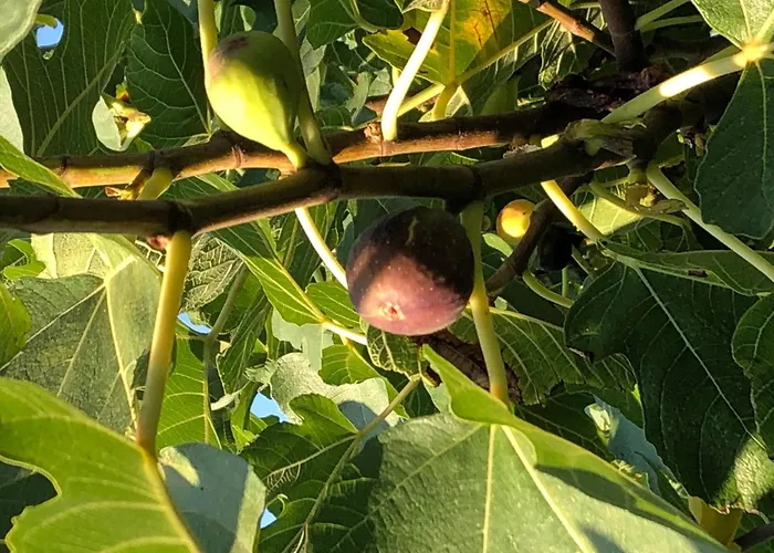 Olive Grove By Interhome Semesterbostad